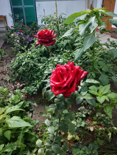 two red roses are growing in a garden at Hospedaje Casa Primavera in Cotahuasi