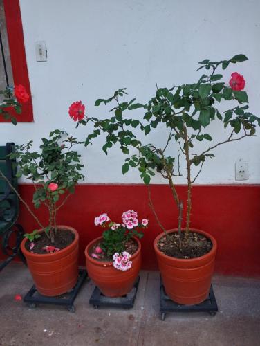 three potted plants with flowers inront of a wall at Hospedaje Casa Primavera in Cotahuasi