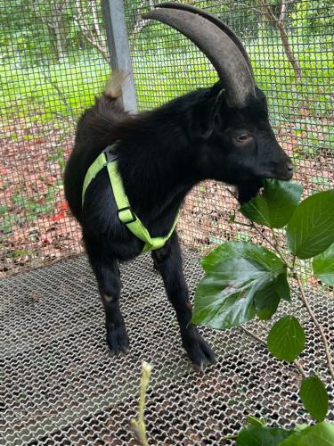 a goat wearing a green harness standing next to a fence at 拇指園民宿 in Guanxi
