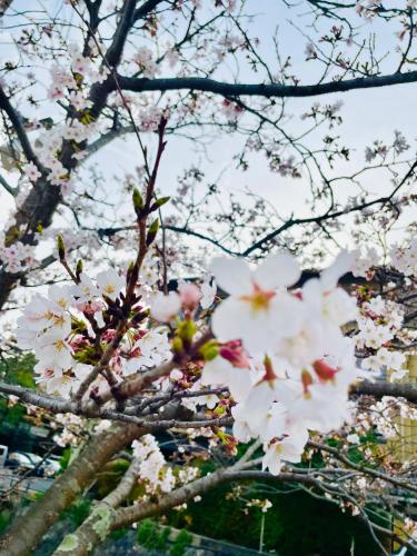a close up of a tree with white flowers at Kyoto Sanjo Ohashi in Kyoto