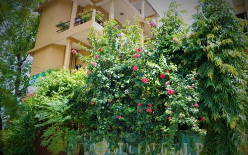 索拉哈的住宿－Nikunj Safari Guest House Sauraha，前面有一大片玫瑰树的建筑