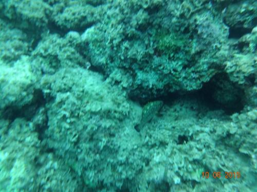 a close up of a coral reef at Mary's house in Kyparíssion
