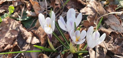 a group of purple and white flowers on the ground at Stephanie Residence - in the heart of Alps above Varenna, Lake Como in Esino Lario