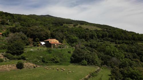 eine Herde von Tieren, die auf einem Feld auf einem Hügel weiden in der Unterkunft CAN LLOBET Espai Rural Slow in Fogars de Montclus