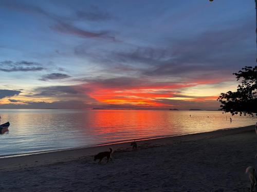 a dog walking on the beach at sunset at Rainbow Bungalow Haadrin Koh Phangan in Haad Rin