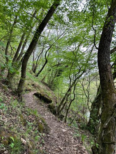a trail in a wooded area with trees at Chata Markétka in Křivoklát
