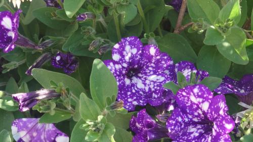 un groupe de fleurs violettes avec une abeille sur elles dans l'établissement Alloggio Turistico Blu, à Tivoli