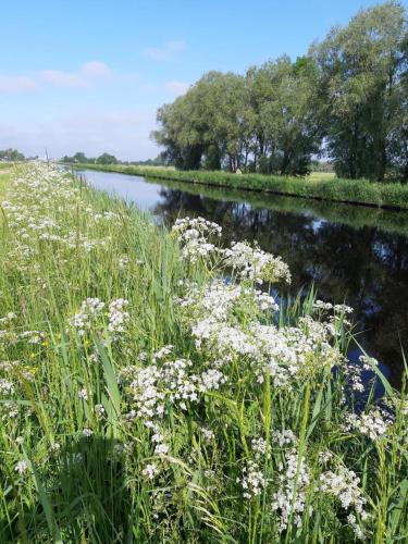 a body of water with white flowers in the grass at NEU! Ferienwohnung Zur Pusteblume in Sande