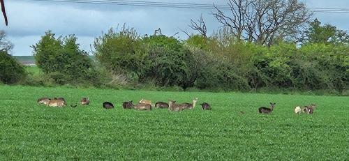 a group of animals grazing in a field of grass at The Hideaway in Tollard Royal