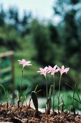 a group of pink flowers in the dirt at Maison de Hill Home in Dồng Văn