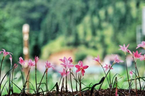 a group of pink flowers in the grass at Maison de Hill Home in Dồng Văn