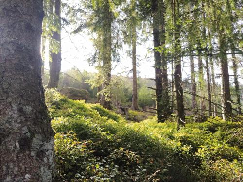 a forest with trees and green grass and a trail at Terre d'oyali in Saint-Rirand