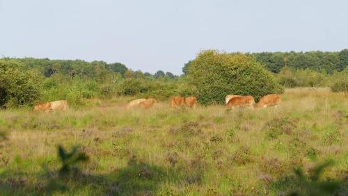 a group of brown cows grazing in a field at Luxe en sfeervolle safaritent met eigen badkamer voor 6 personen Doc in Behelp