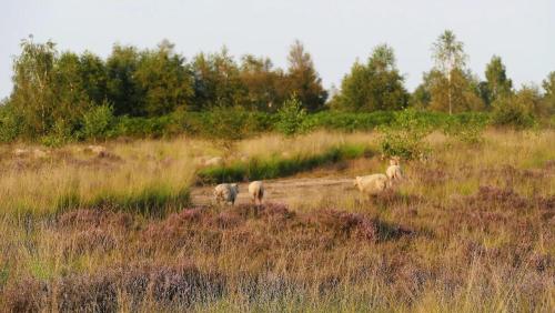 a group of sheep walking in a grassy field at Luxe en sfeervolle safaritent met eigen badkamer voor 6 personen Doc in Behelp