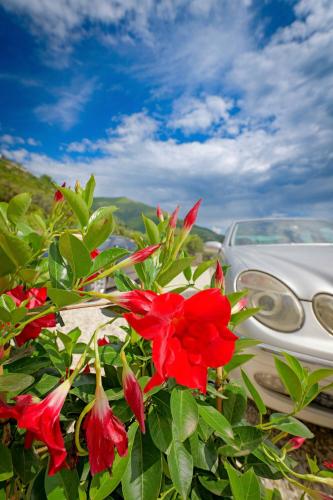 a red flower in front of a car at Seaview Bunec in Piqeras