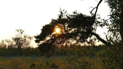 a sunset in a field with a tree at Glamping met bar en privé sanitair voor 5 Personen Sneezy in Behelp