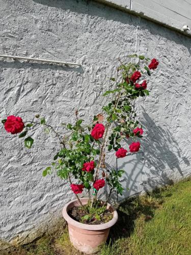 a pot with red roses in it next to a wall at B&B Daniela in Darfo