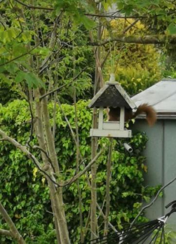 a bird is sitting on a bird feeder in a tree at Ferienhaus Mühlchen 25585 in Weener