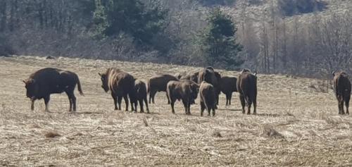 a herd of horses standing in a field at Domki pod Kiczerą w Baligrodzie, Bieszczady in Baligród