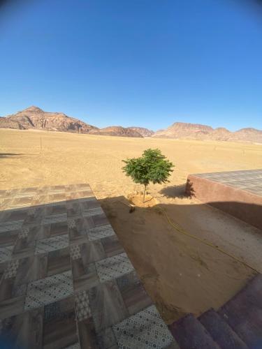 a tree in the middle of a desert at King desert in Disah