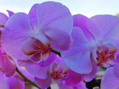 a group of pink orchids on a branch at Panorama Suite in Piazza Armerina