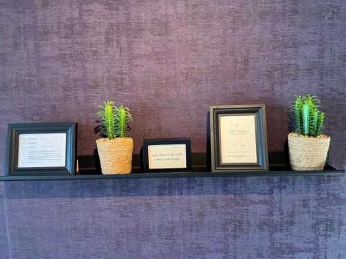 a shelf with three plants in frames on a wall at Durbuy Insolite - Natural Escape in Durbuy