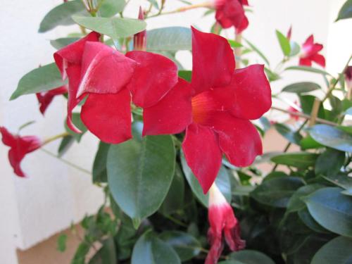 a red flower sitting on top of a plant at Ferienwohnung Bergpanorama in Fulpmes