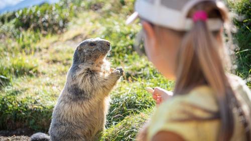 a woman is looking at a ground squirrel at Hôtel Alexane in Samoëns