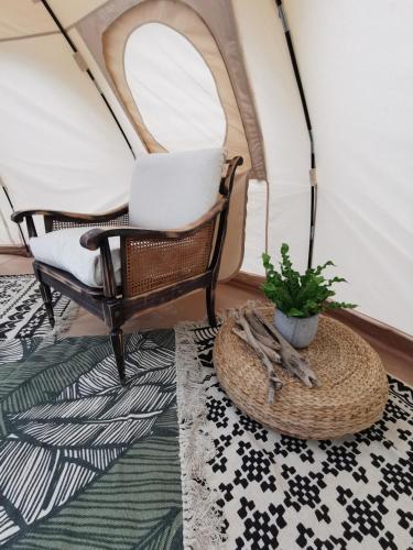 a chair and a plant in a room at ECO CEIBA in Busque