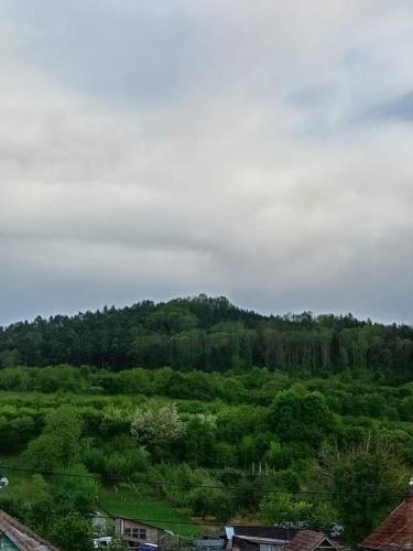 een uitzicht op een weelderig groen veld met bomen bij NicoResident in Ocna-Mureşului