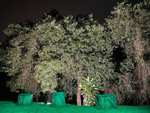 a group of trees in a field at night at Viva momentos únicos com quem você realmente gosta in Juiz de Fora