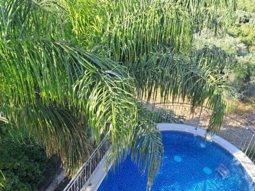 a palm tree sitting next to a swimming pool at Vila Manor in Midrakh ‘Oz