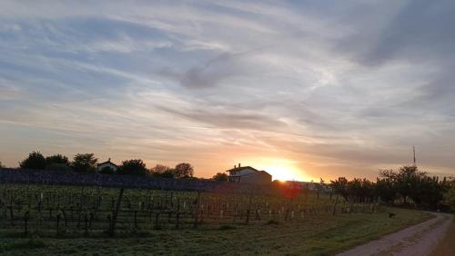 a vineyard with the sun setting in the background at CASAL MICELIO in Udine