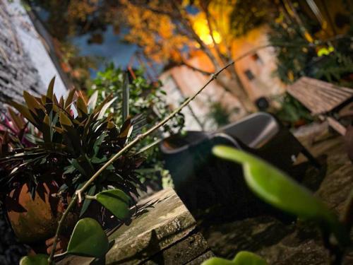 a group of plants sitting on top of a bench at Vila Pitanga Hosting in Sao Paulo