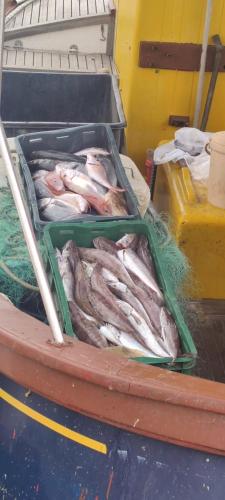 a bunch of fish in a container on a table at Villa Lavanda in Cres