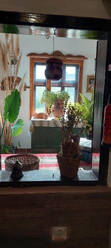 a fish tank filled with plants in a room at Golemi kamik Pirot in Pirot