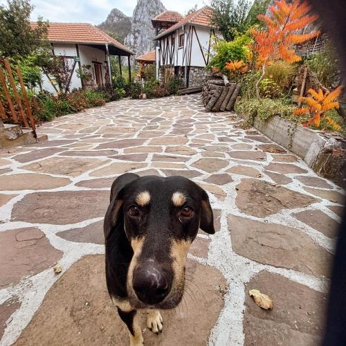 a black and brown dog standing on a stone walkway at Golemi kamik Pirot in Pirot