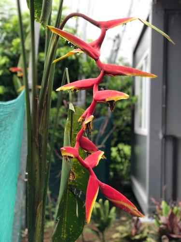 a group of red flowers on a plant at Apartamentos Equipados DMR #3 in Uvita