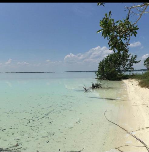 a beach with a tree in the middle of the water at Casa Vive Bacalar in Bacalar
