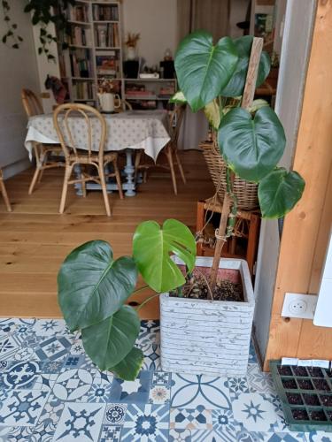une plante en pot posée sur une table dans un salon dans l'établissement Maison au calme, à Andernos-les-Bains
