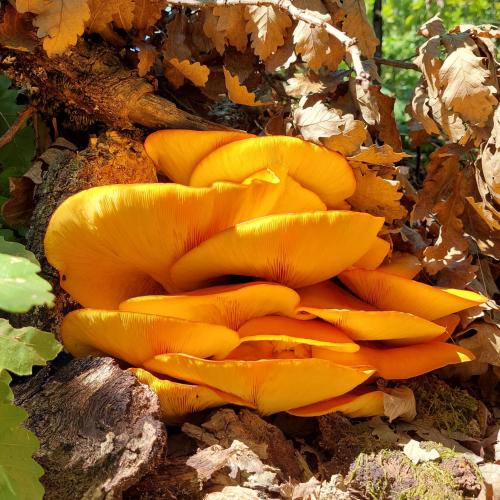 a group of orange mushrooms on the side of a tree at Golemi kamik Pirot Vlasi 4 in Pirot