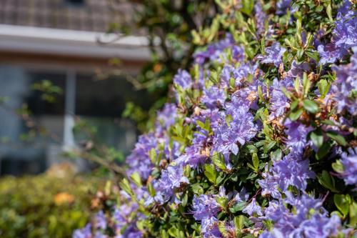 a bush of purple flowers in front of a house at Golf Links Cottage - Views of Royal County Down in Newcastle