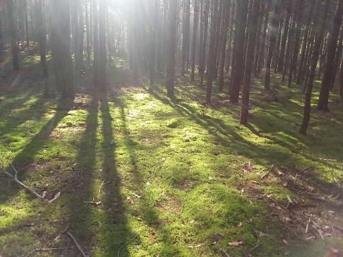 Afbeelding uit fotogalerij van Dom na Skraju Lasu in Stoczek Łukowski