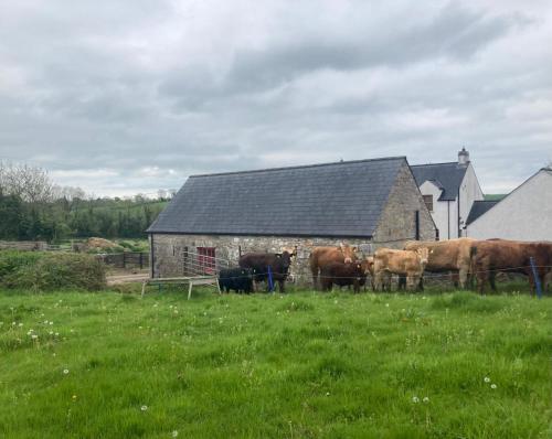 um grupo de vacas em pé em frente a um celeiro em Minnie’s Cottage 