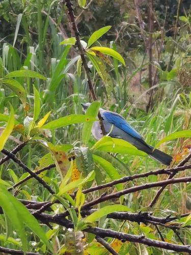 a blue bird perched on a tree branch at Casa Roble Cabaña romántica en la montaña de Costa Rica in San Cristóbal Sur