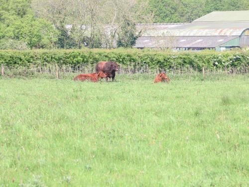 two cows grazing in a field of grass at Lyons Green in Great Fransham