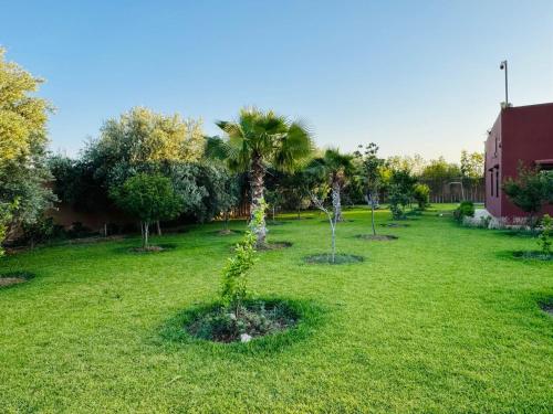a small tree in the middle of a yard at Villa Salah in Marrakech