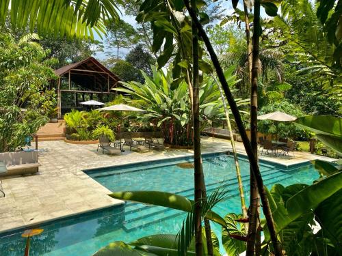 a swimming pool in the middle of a resort at Casa Kiwi Jungle Lodge in San Francisco
