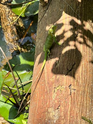 a green lizard sitting on a wooden post at Moksha eco villa Ella in Ella