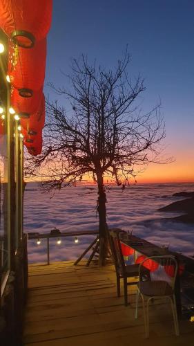 a tree on a boardwalk with the ocean at sunset at Tà Xùa Haus Meej Homestay in Bắc Yên